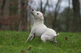 PARSON RUSSEL TERRIER 220